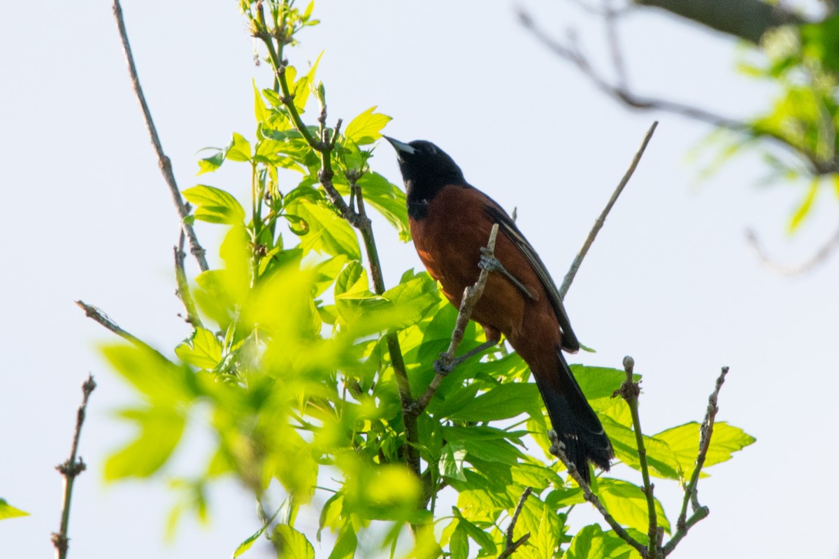 Orchard Oriole - ML618193228