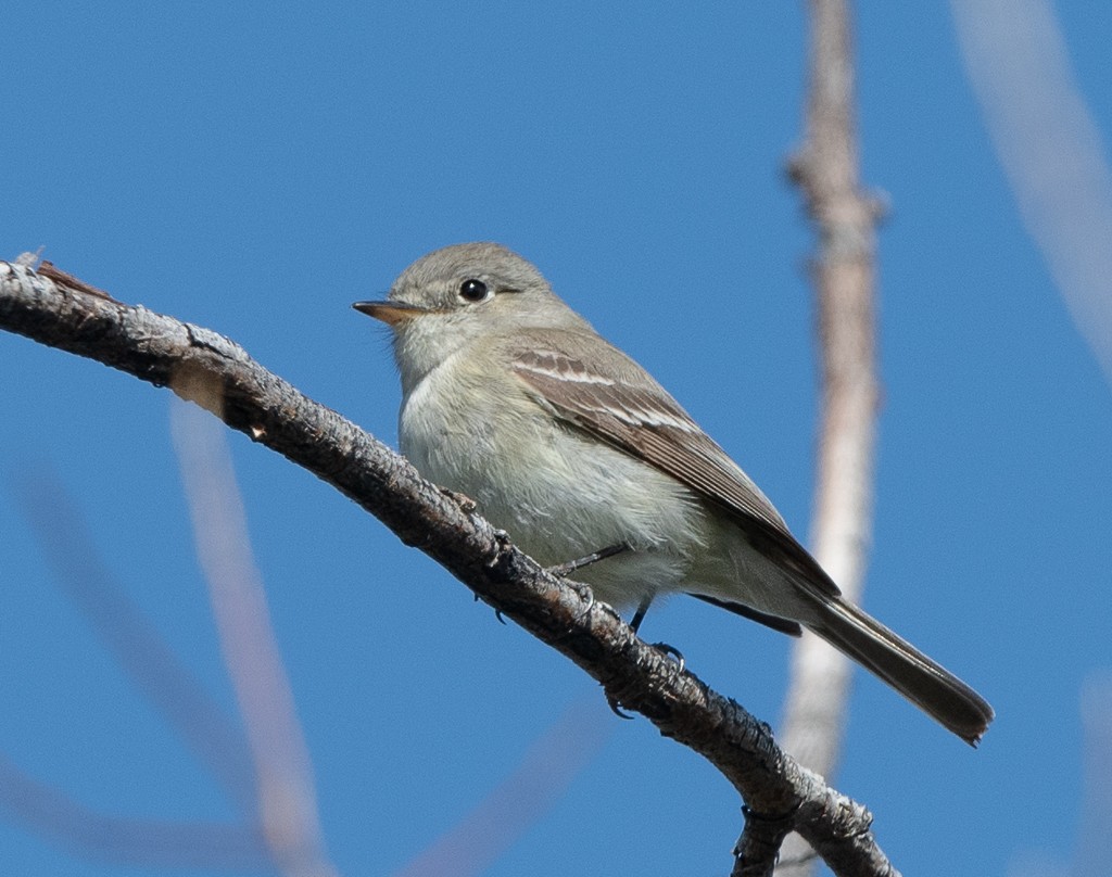 Empidonax sp. - Kevin Rutherford