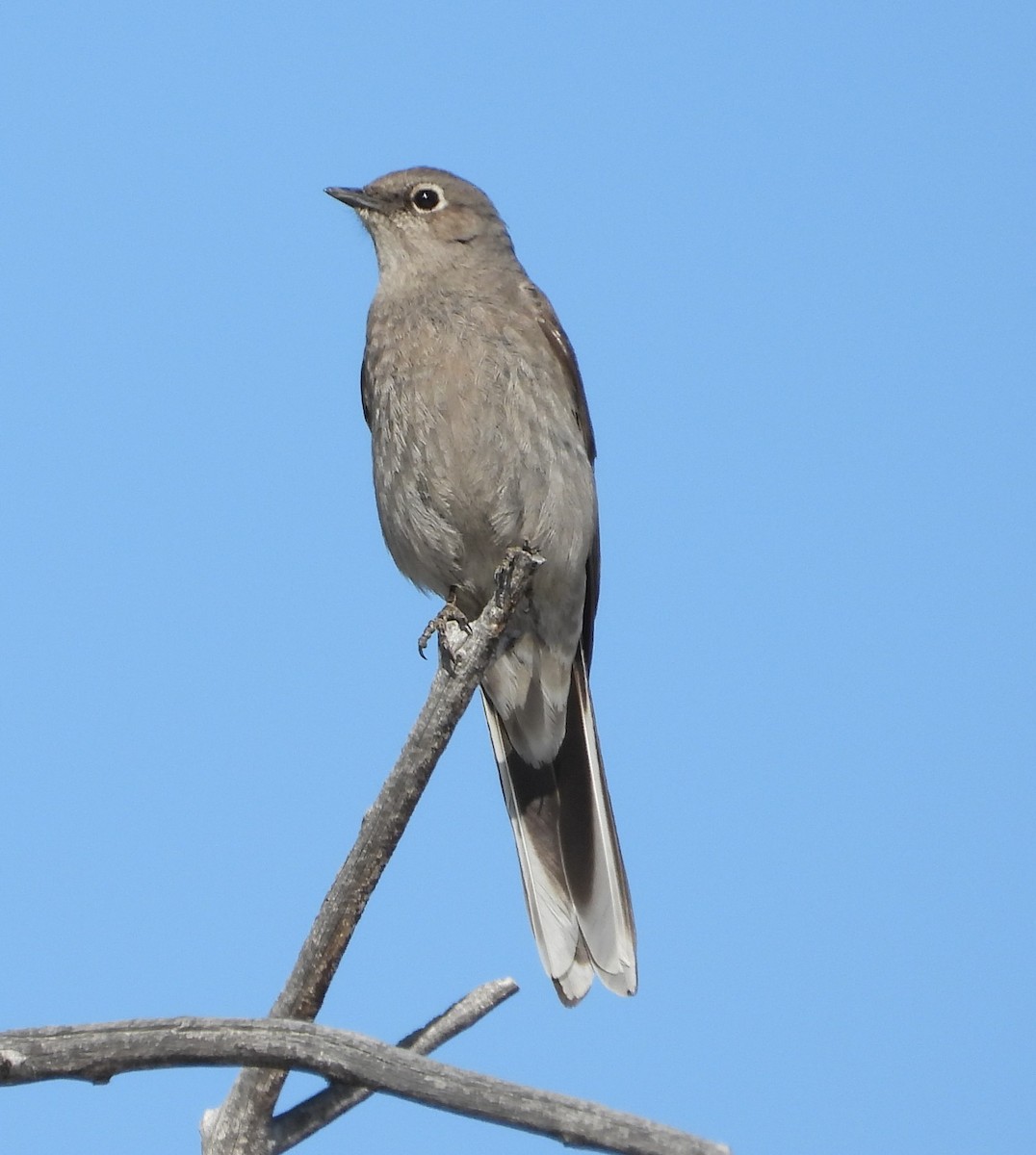 Townsend's Solitaire - Joanna Clark