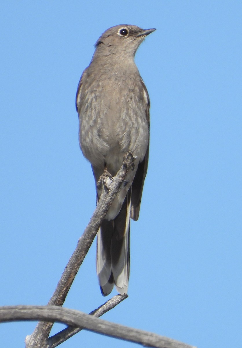 Townsend's Solitaire - Joanna Clark