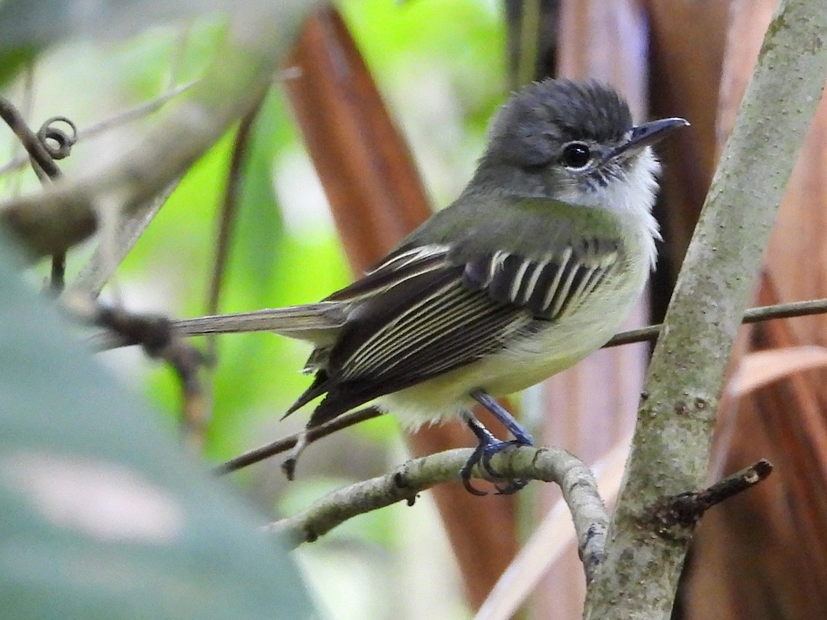 Yellow-winged Flatbill - Mary Leigh
