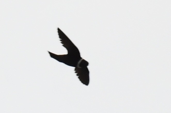 White-collared Swift - Ana Arauz