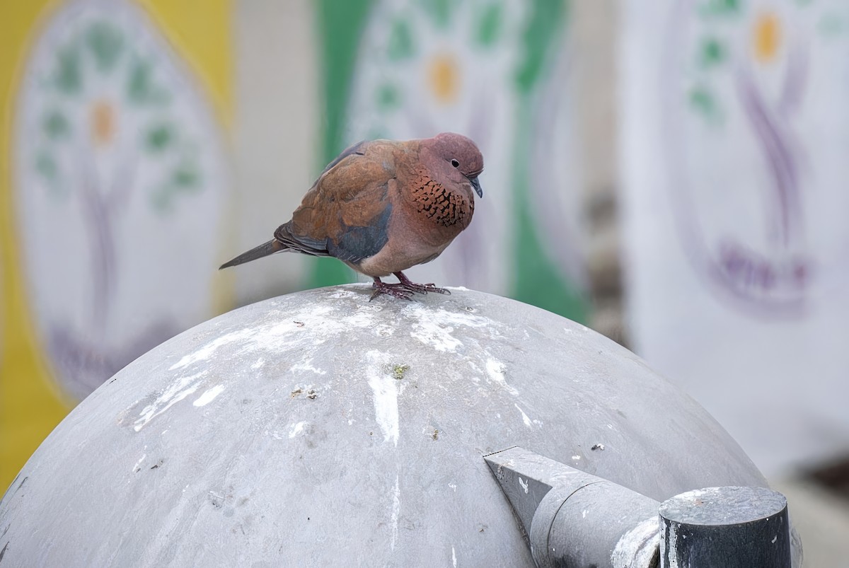 Laughing Dove - Mitchell Goldfarb