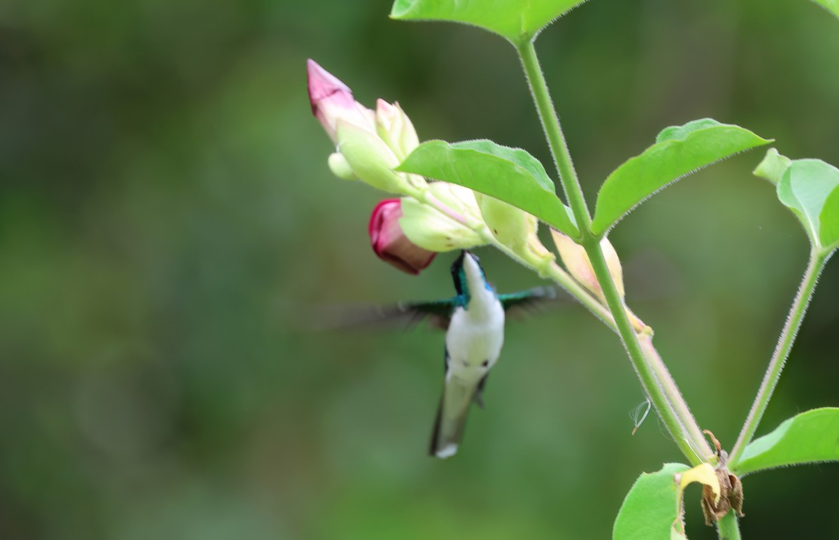 Purple-crowned Fairy - Channa Jayasinghe