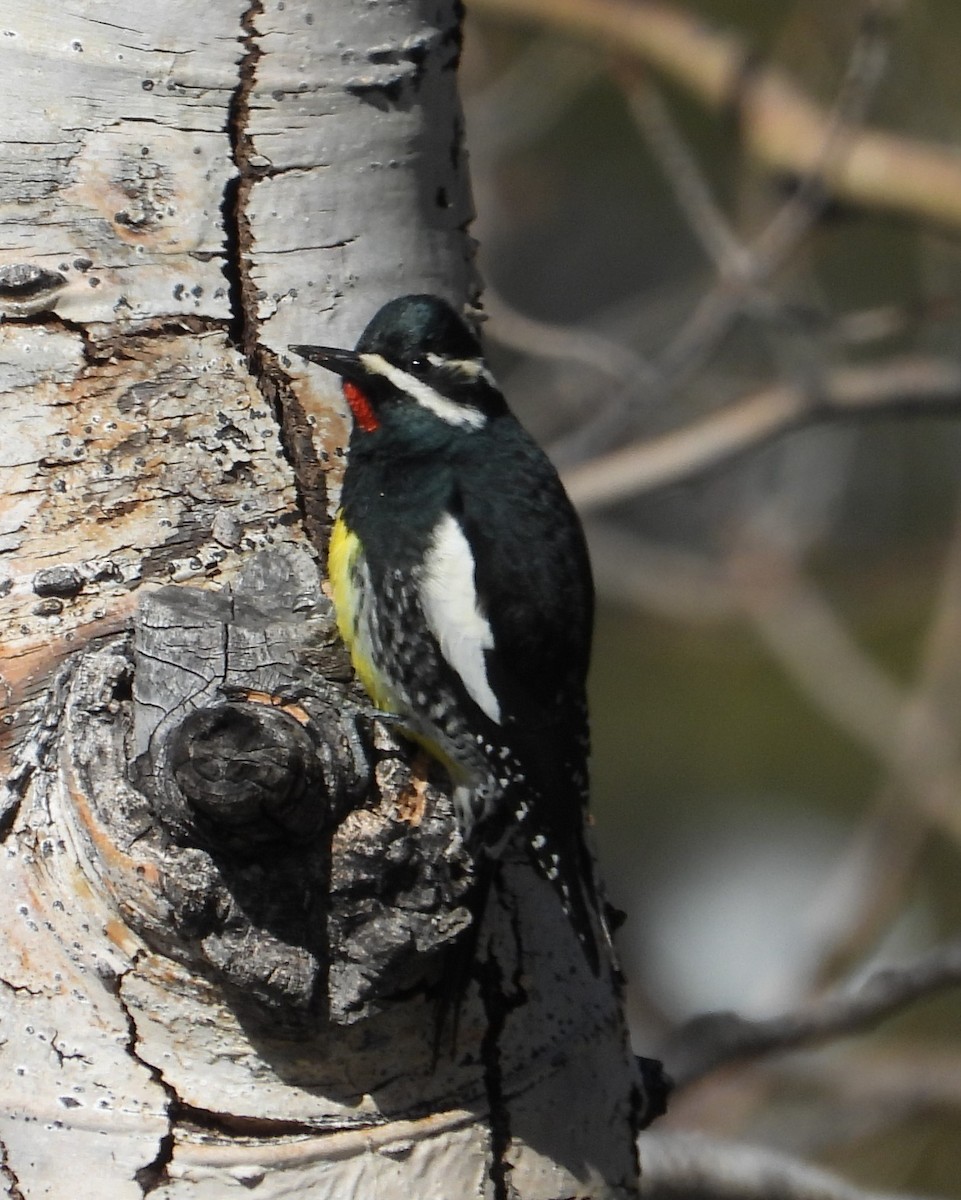 Williamson's Sapsucker - Joanna Clark