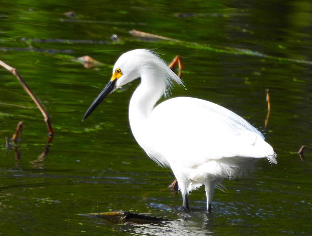 Snowy Egret - ML618193299