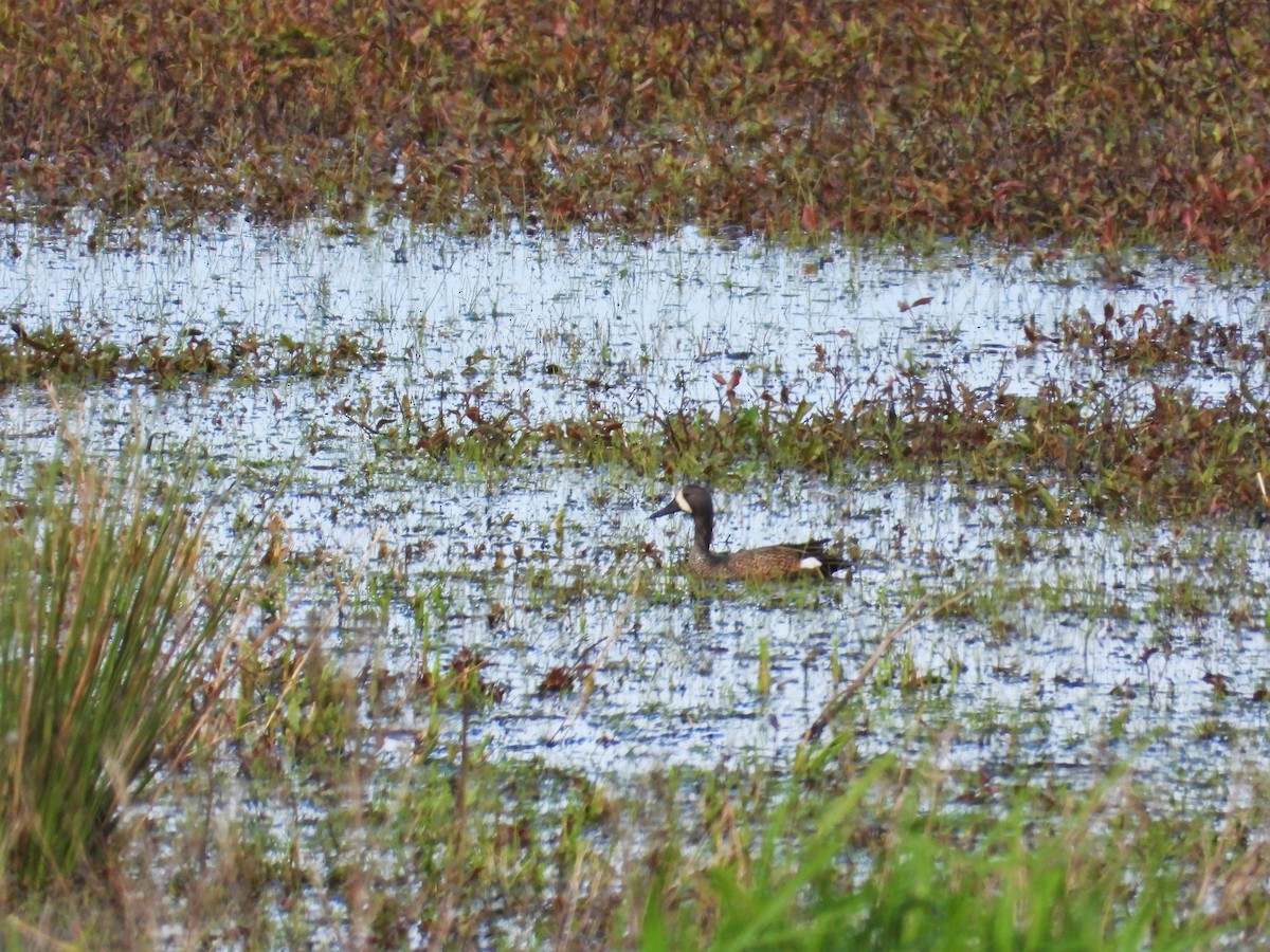 Blue-winged Teal - Kellie Sagen 🦉