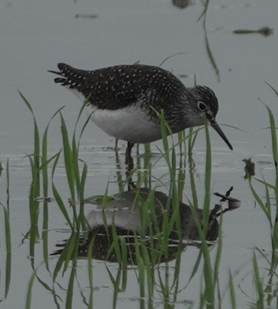 Solitary Sandpiper - Doug Wassmer