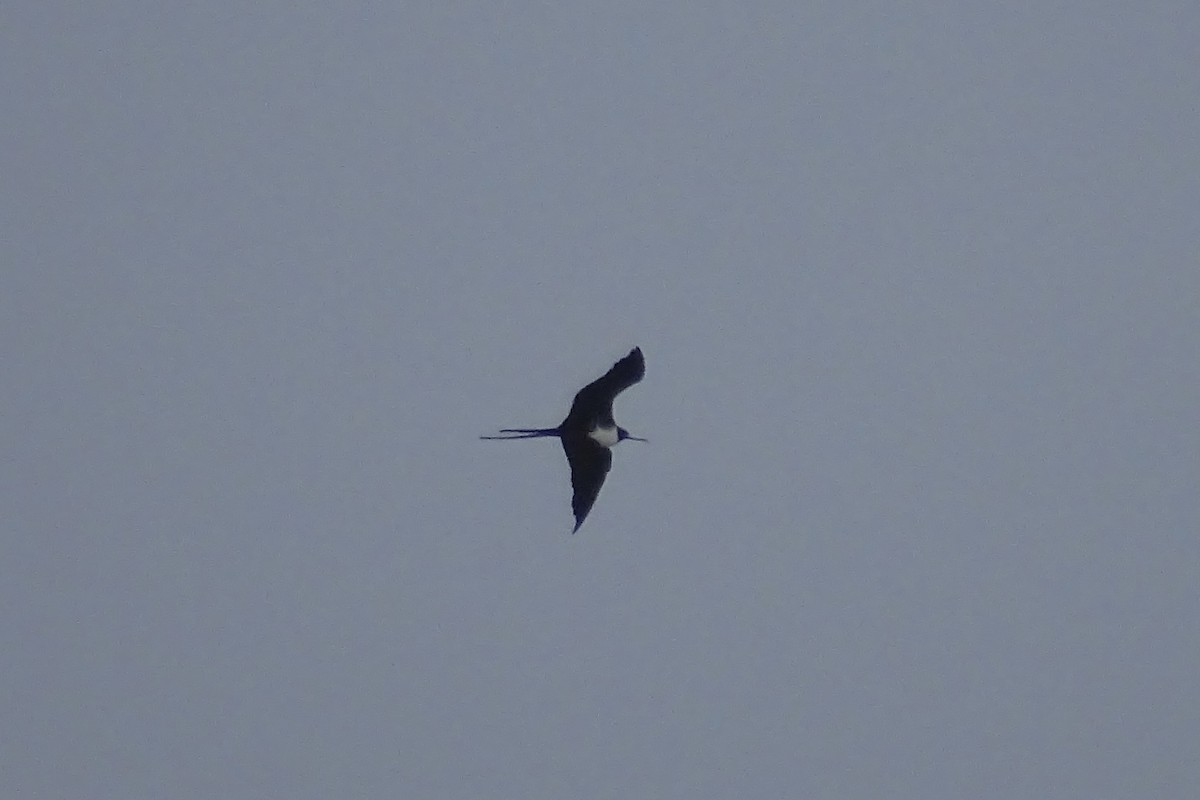 Magnificent Frigatebird - Alvin Miller