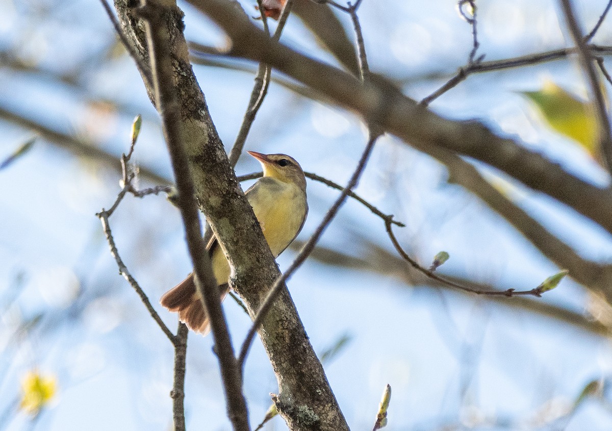 Swainson's Warbler - ML618193483