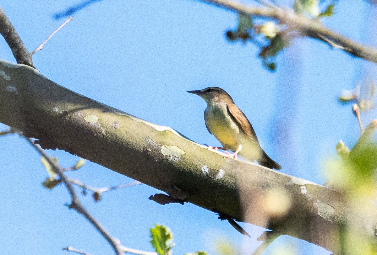 Swainson's Warbler - ML618193484