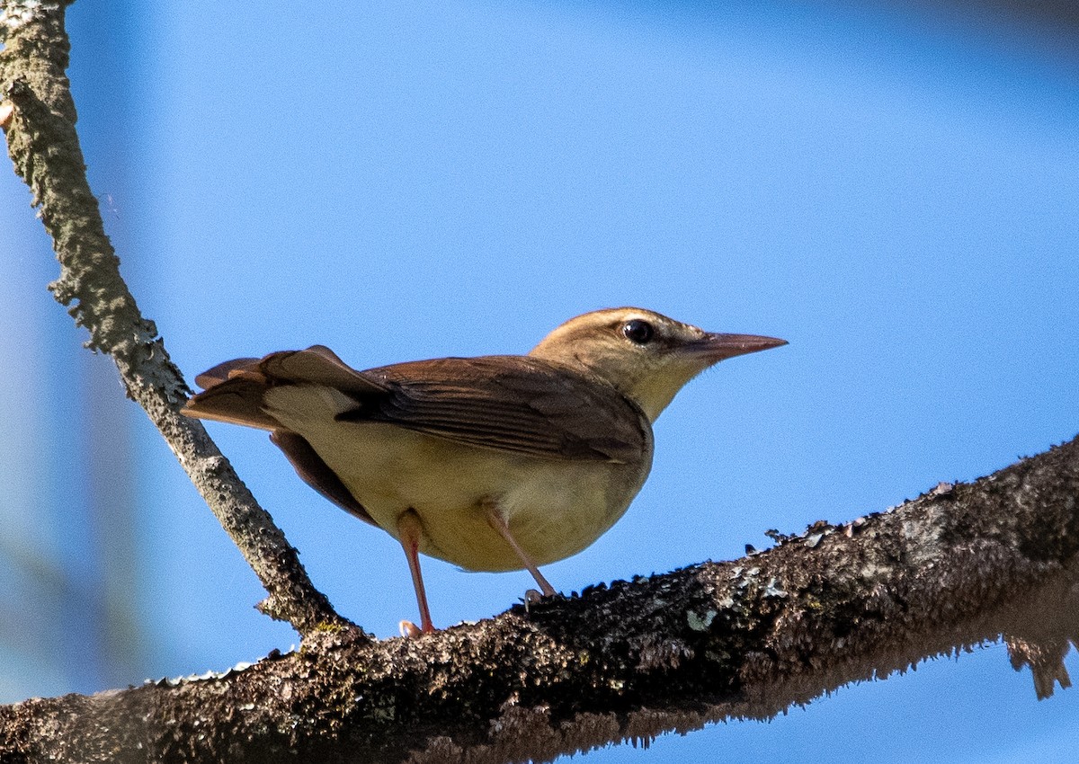 Swainson's Warbler - ML618193485