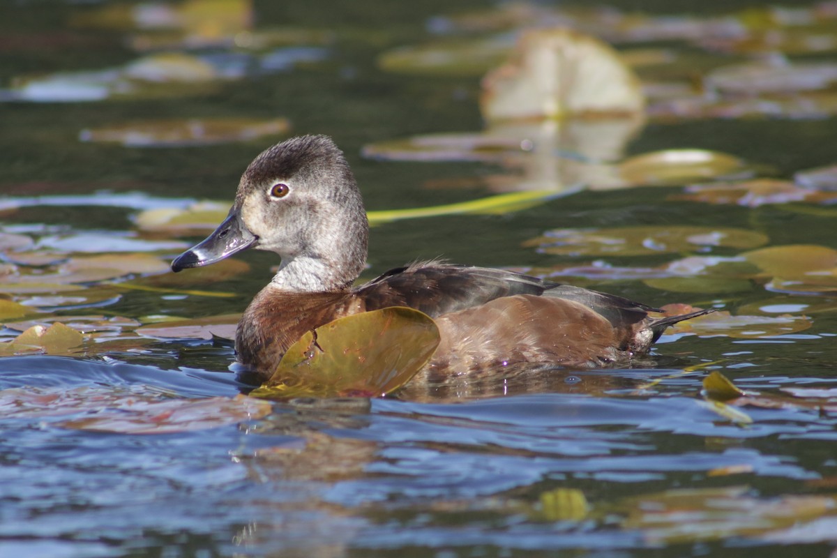 Ring-necked Duck - Bentley Colwill