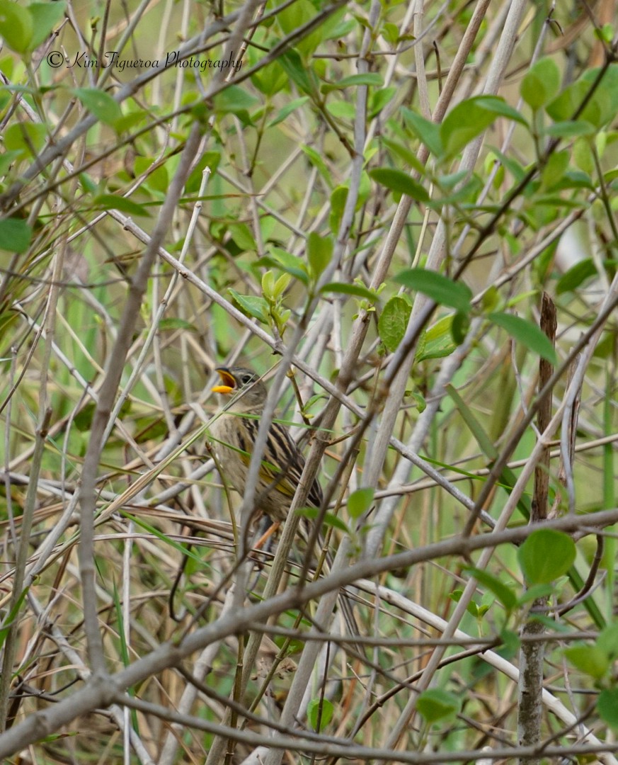 Wedge-tailed Grass-Finch - Kim Figueroa