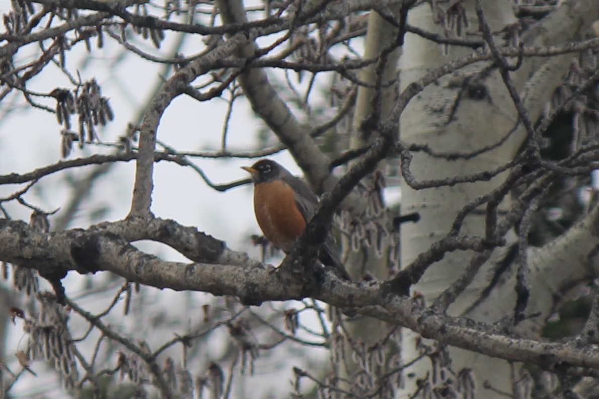 American Robin - Amy Ressler-Williams