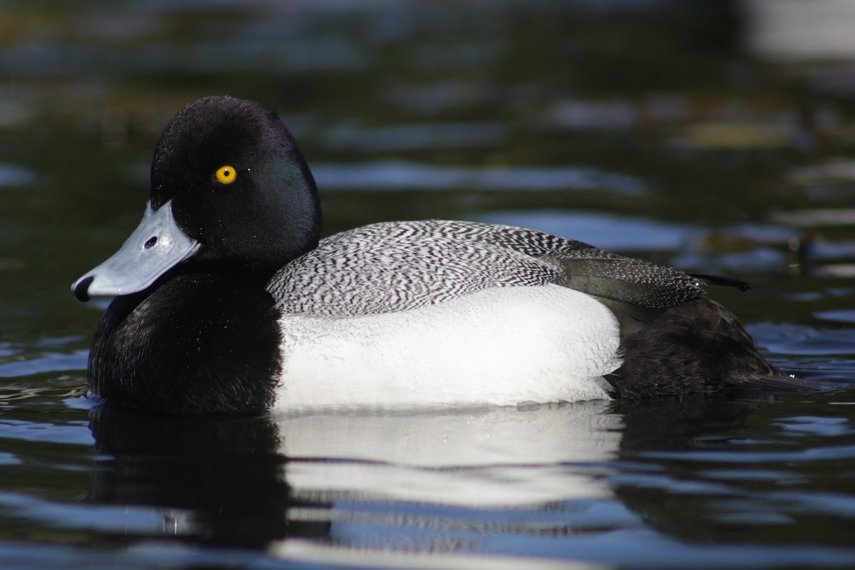 Lesser Scaup - Bentley Colwill