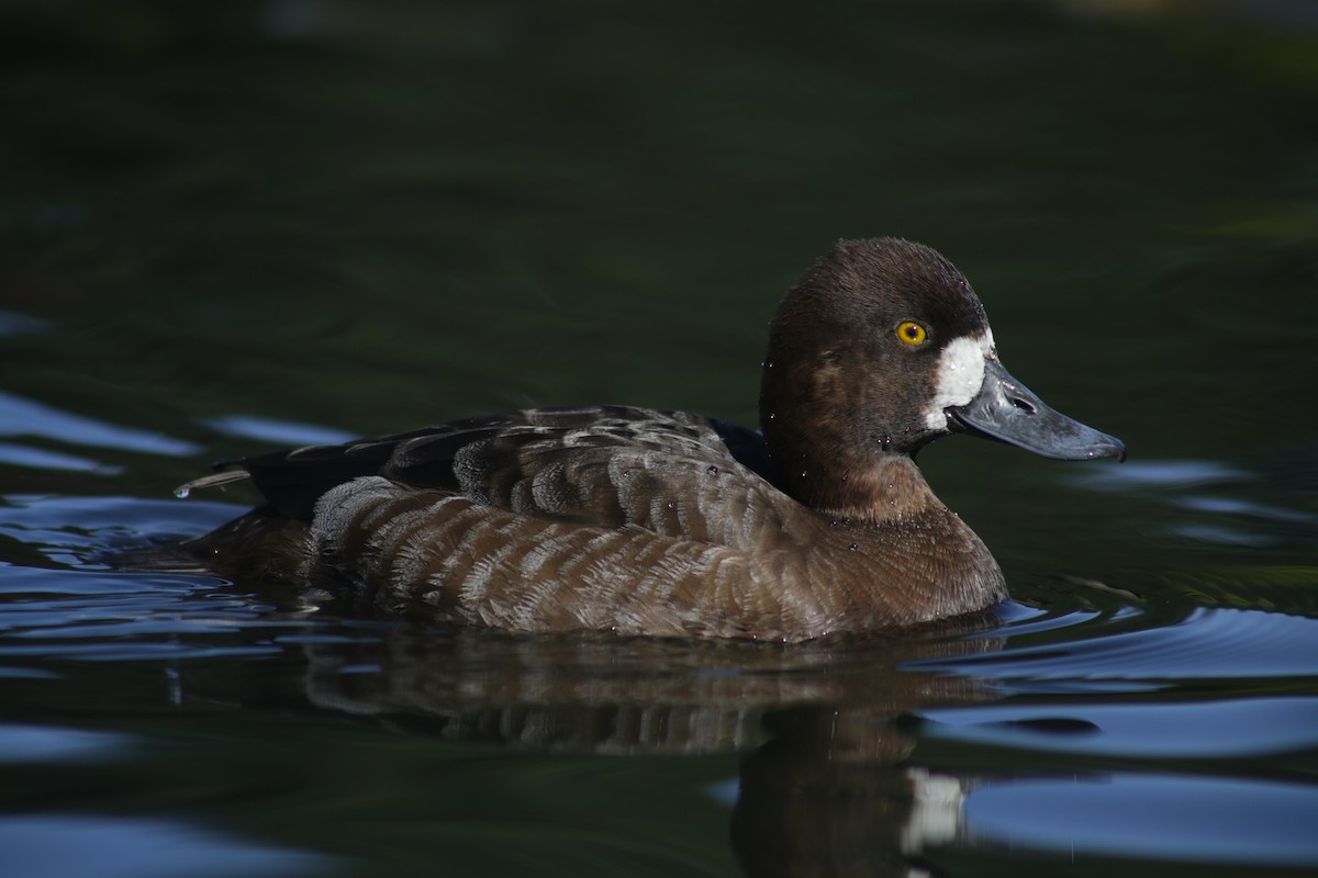 Lesser Scaup - Bentley Colwill
