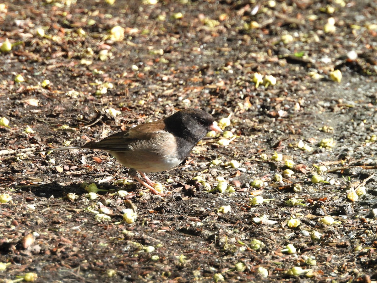 Dark-eyed Junco - Mark Stevens