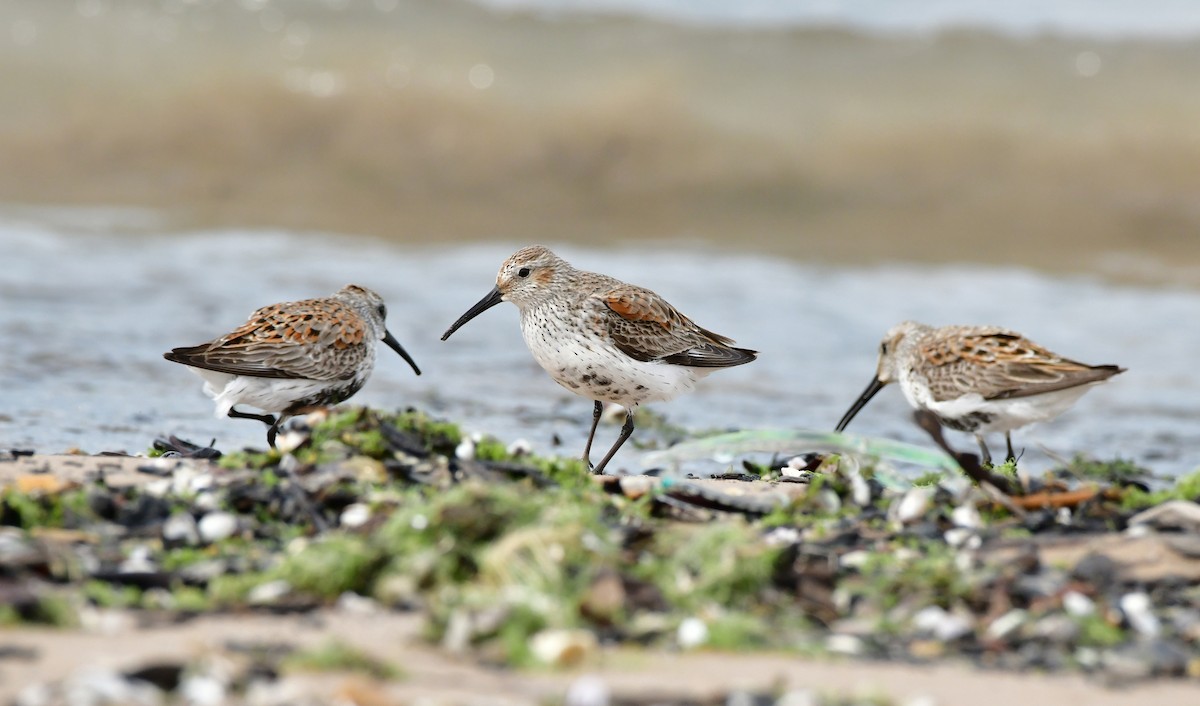 Dunlin - ML618193605