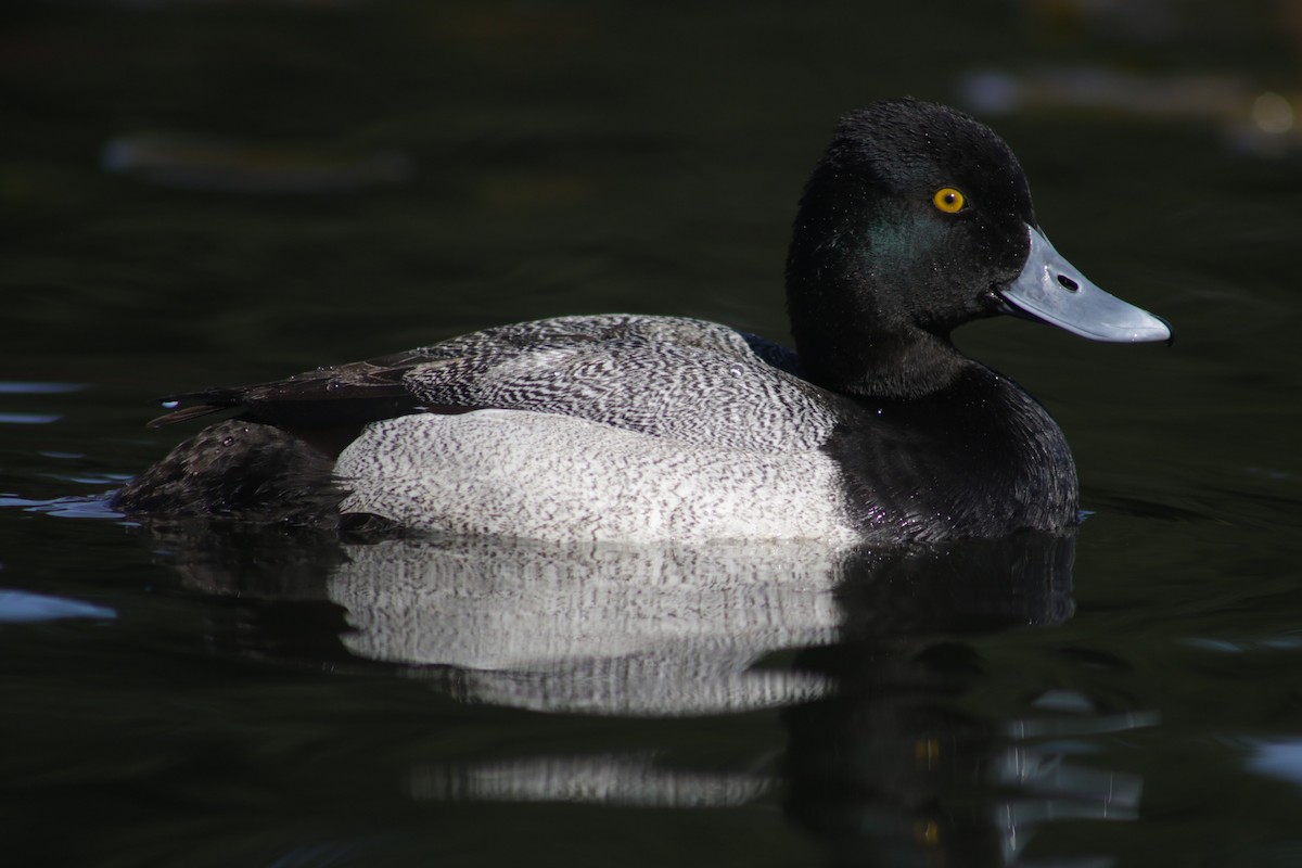 Lesser Scaup - Bentley Colwill