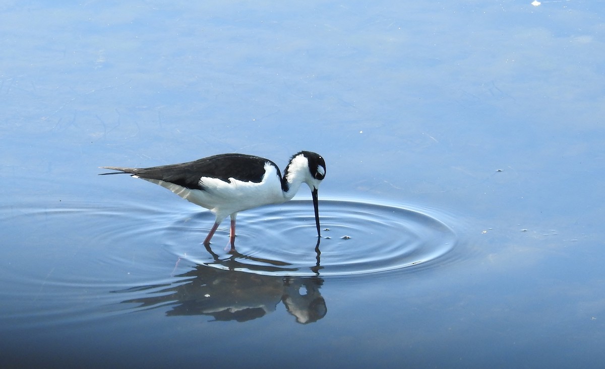 Black-necked Stilt - ML618193633