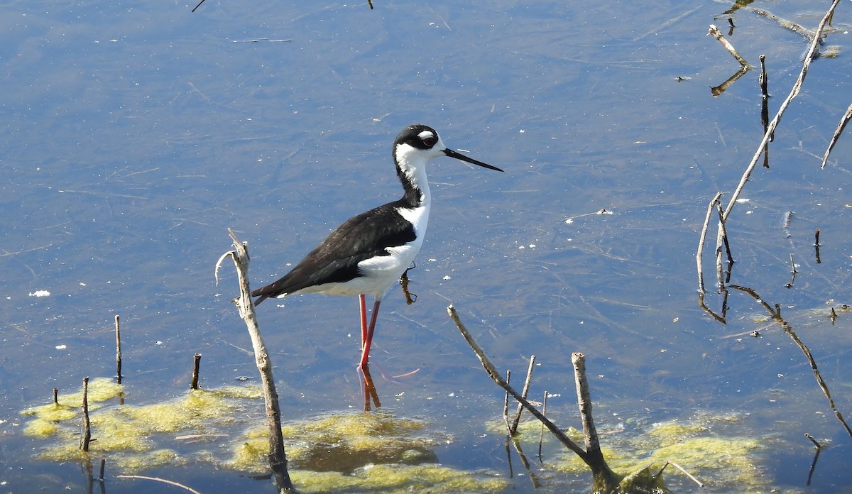 Black-necked Stilt - ML618193637