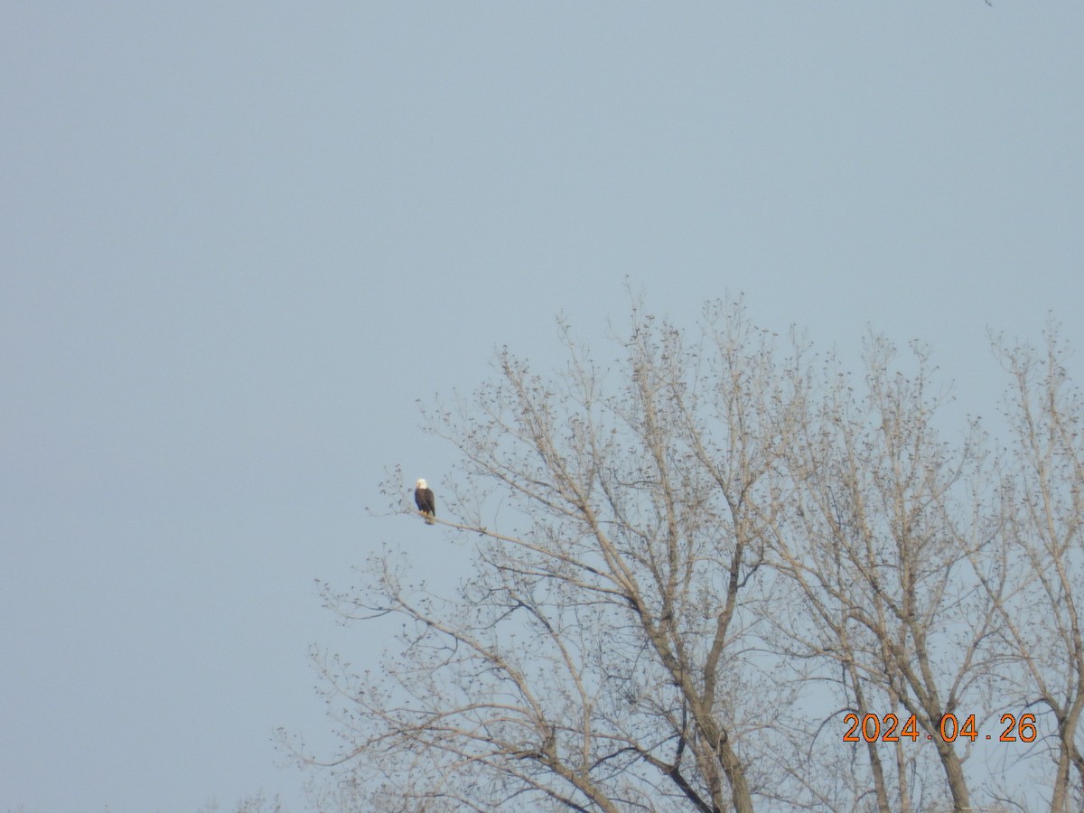 Bald Eagle - Lyne Pelletier