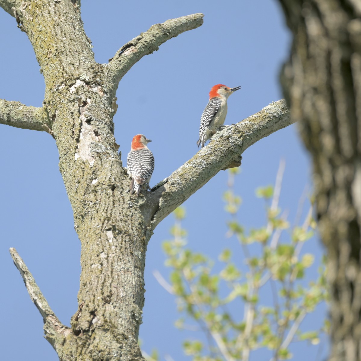 Red-bellied Woodpecker - Justin Riley