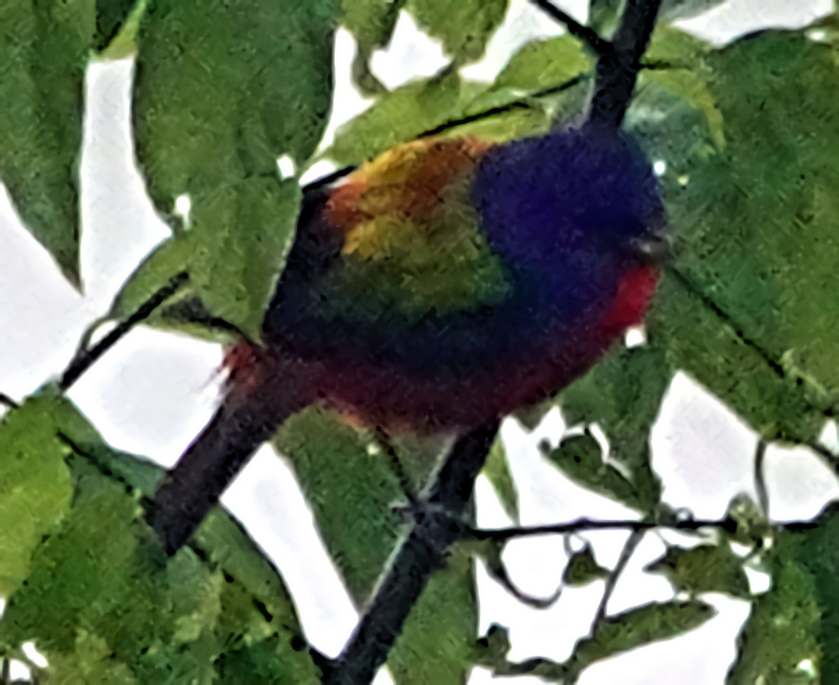 Painted Bunting - ML618193686