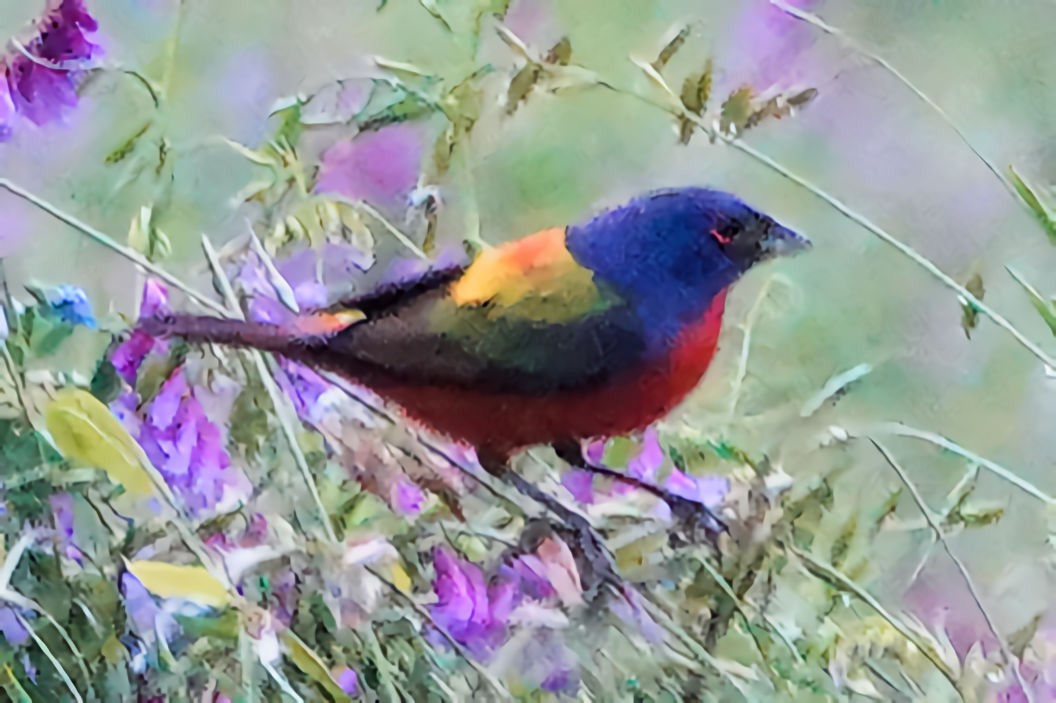 Painted Bunting - ML618193687