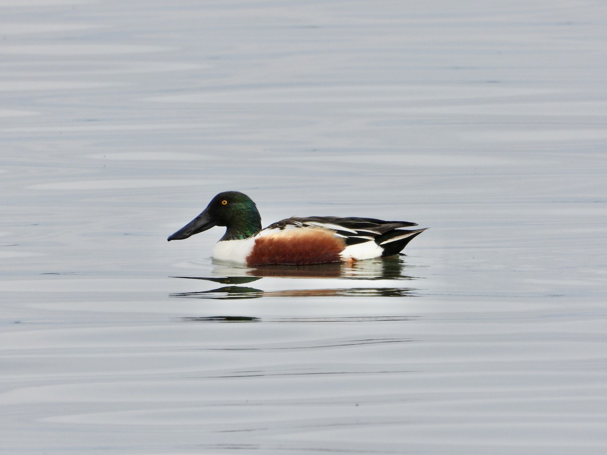 Northern Shoveler - Cera Betke