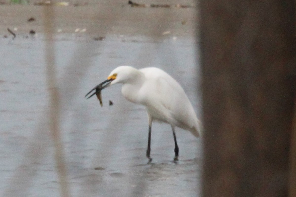 Snowy Egret - Morgan O'Brien