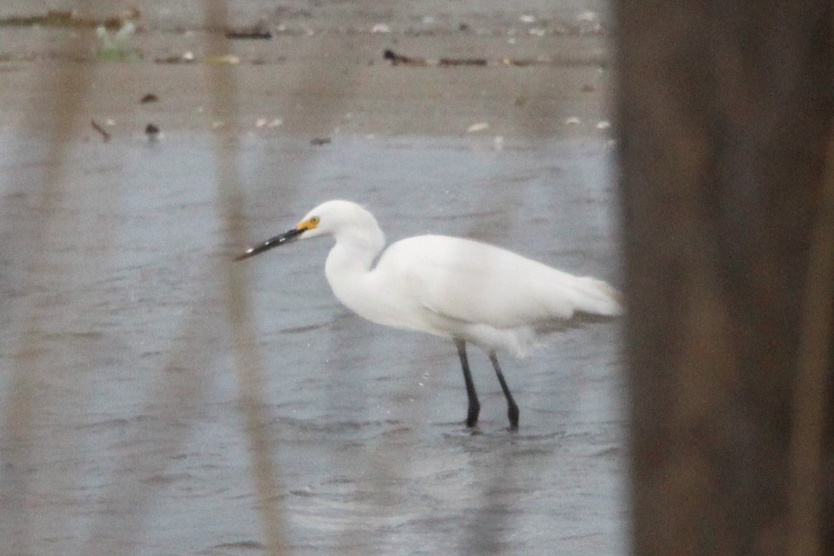 Snowy Egret - Morgan O'Brien