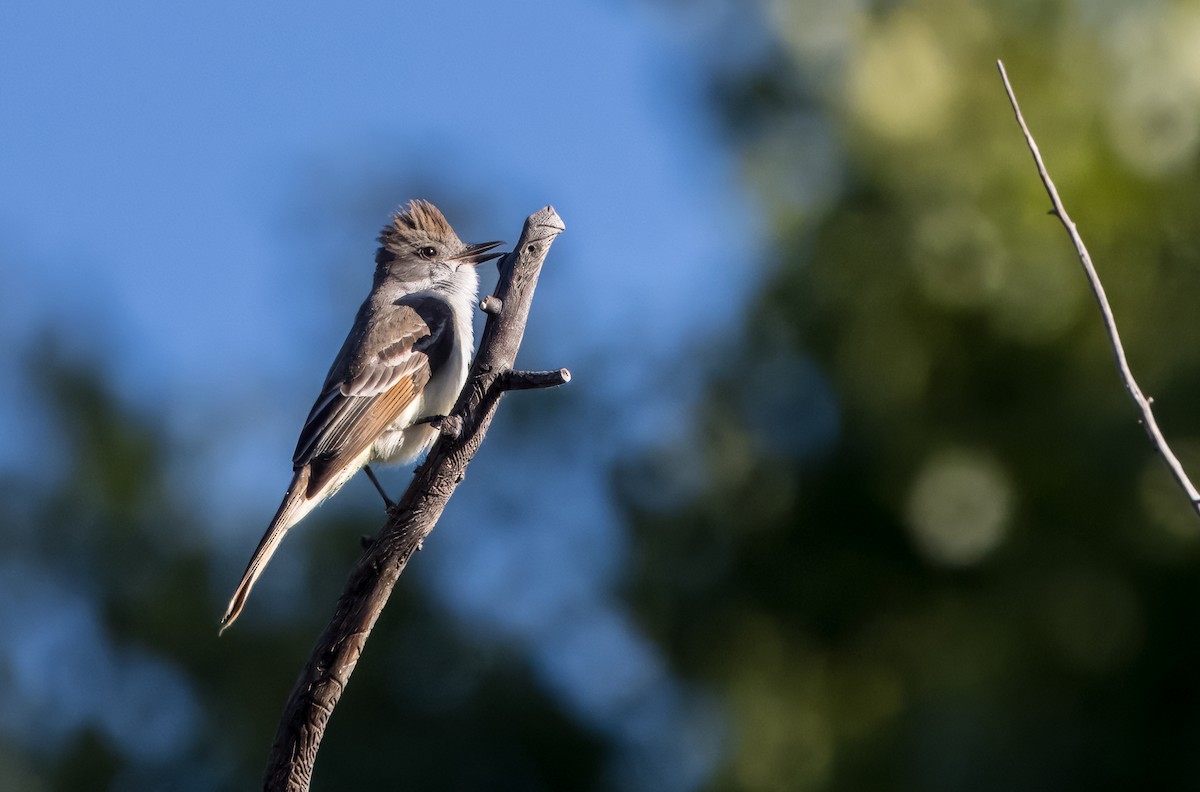 Brown-crested Flycatcher - Daniel Ward