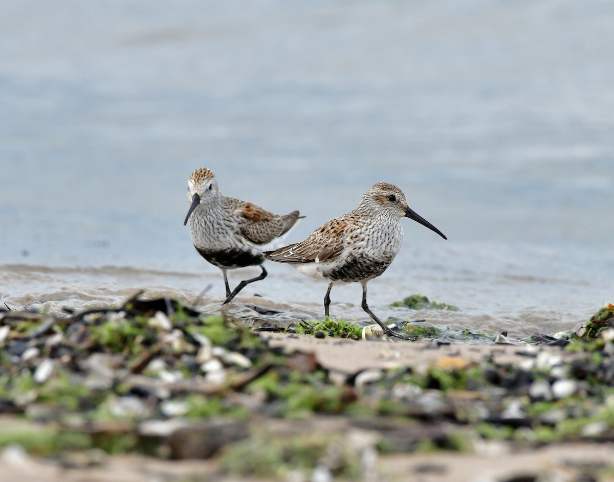 Dunlin - ML618193793