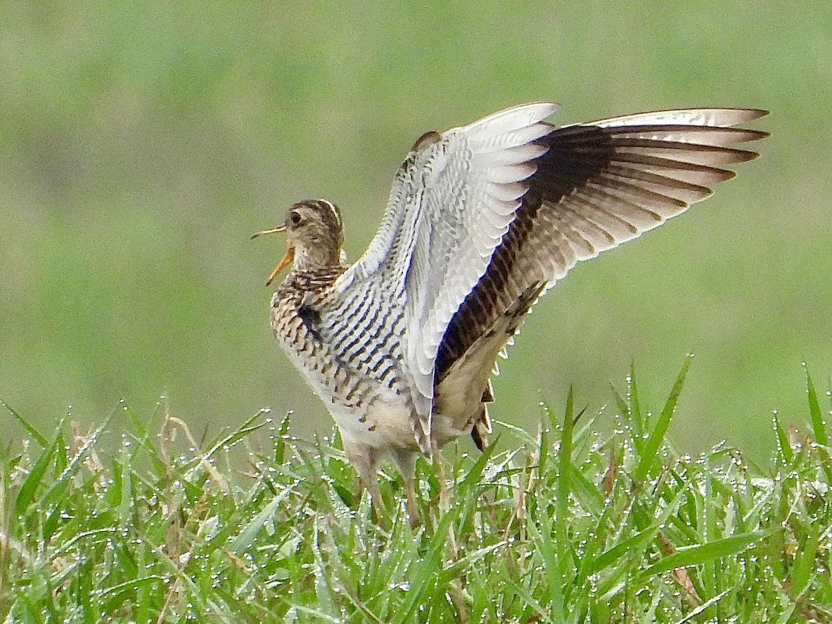 Upland Sandpiper - Cera Betke