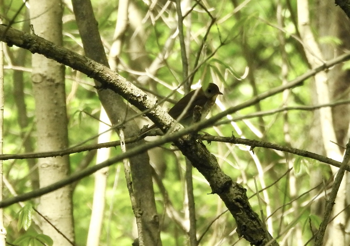 Gray-cheeked Thrush - ML618193817