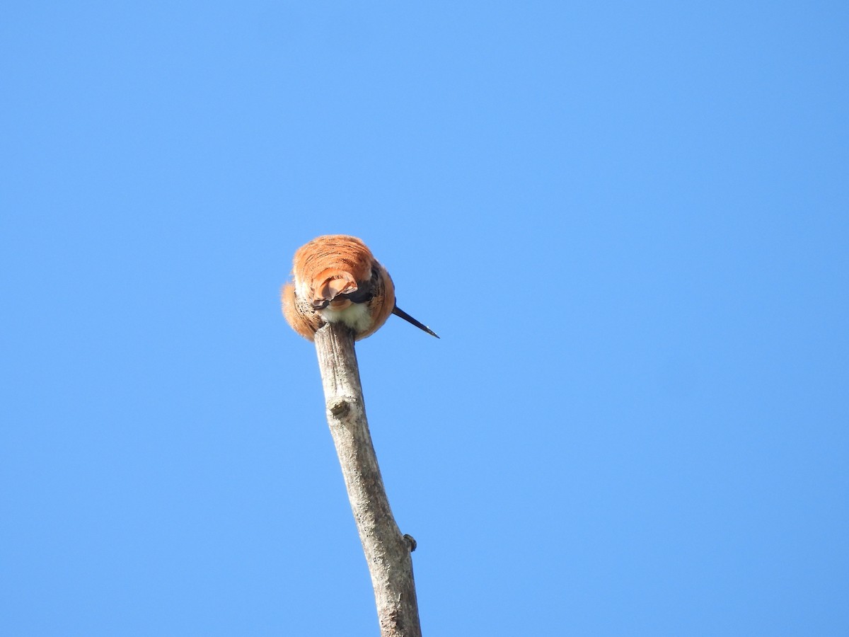 Rufous Hummingbird - Mark Stevens