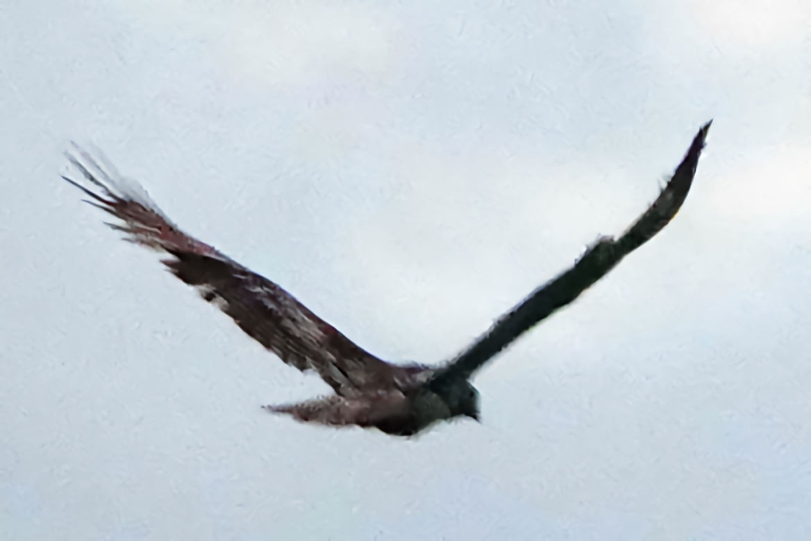 Bald Eagle - Doug Wassmer