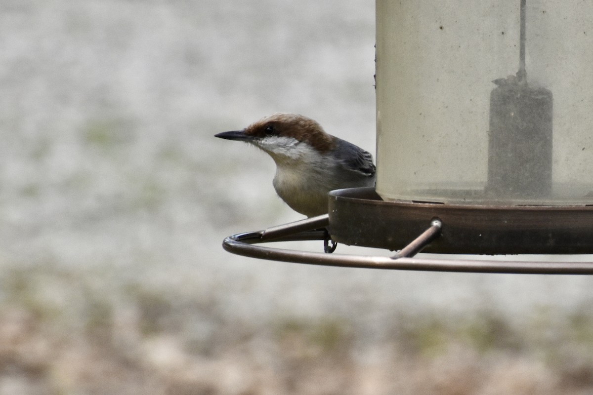 Brown-headed Nuthatch - Courtney Ables