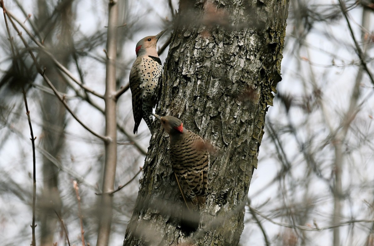 Northern Flicker - ML618193844