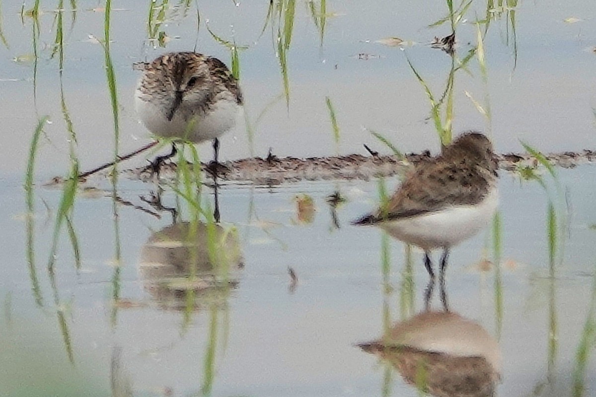 Semipalmated Sandpiper - Doug Wassmer