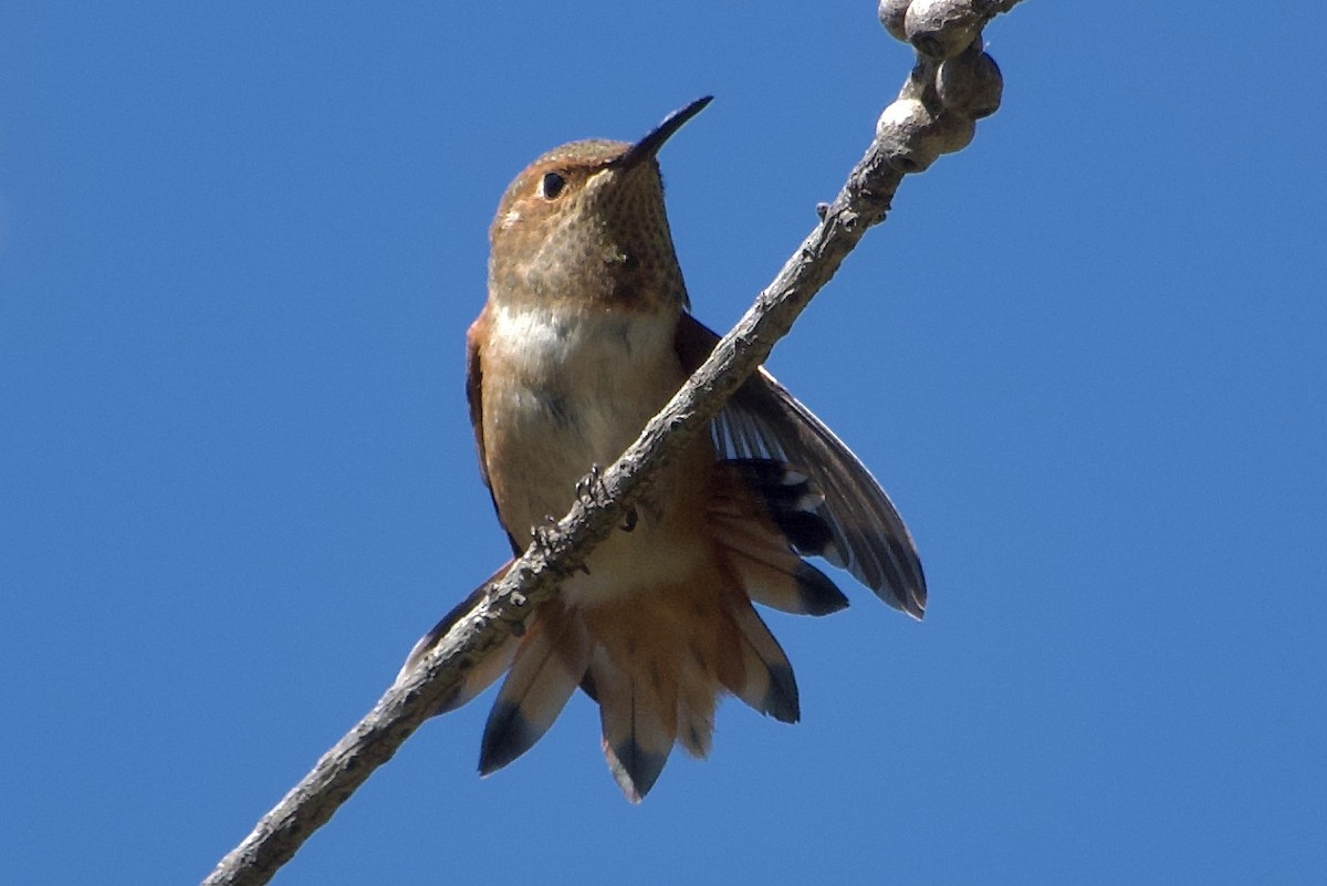 Allen's Hummingbird - ML618193876