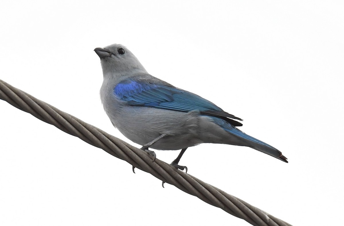 Blue-gray Tanager - ML618193890