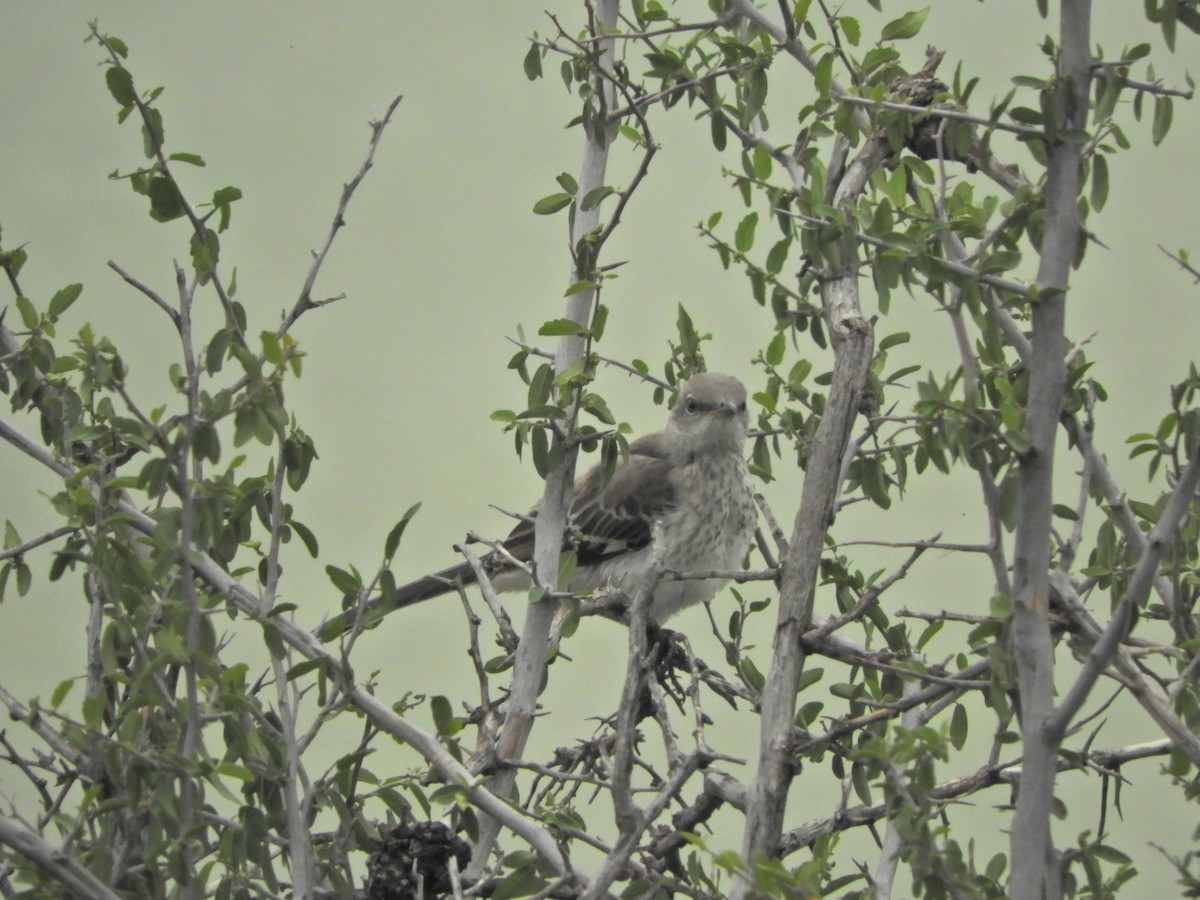 Northern Mockingbird - ML618193896