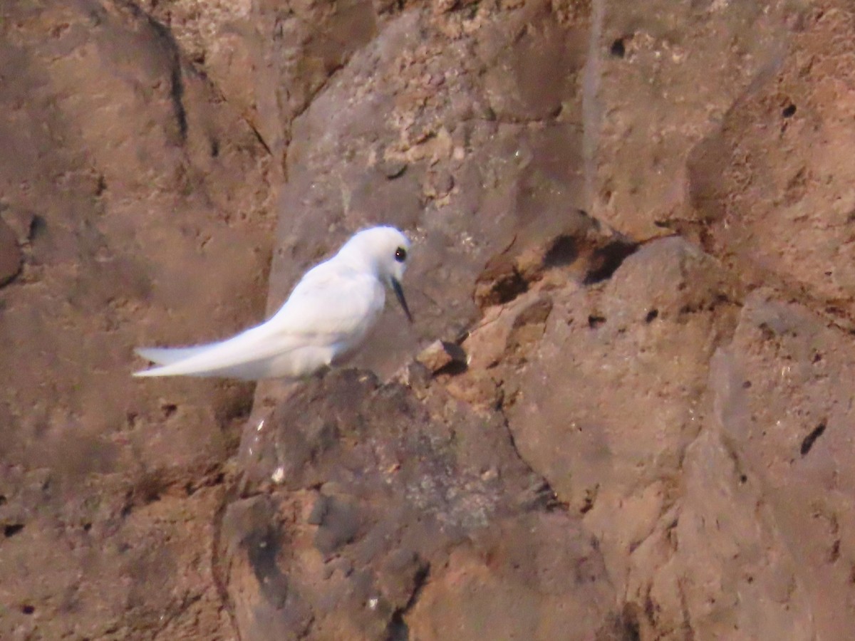 White Tern (Atlantic) - Ursula  Mitra