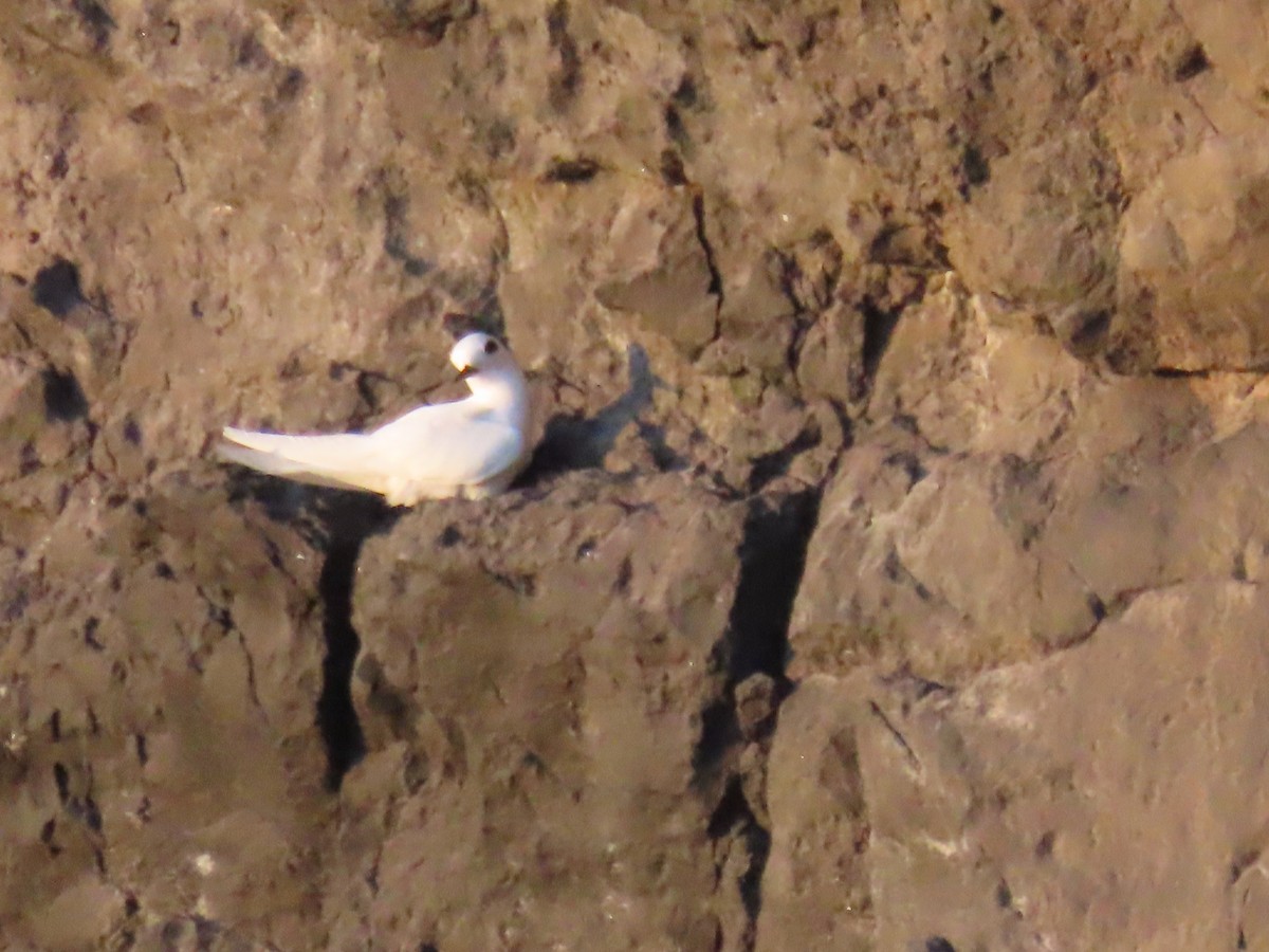 White Tern (Atlantic) - Ursula  Mitra