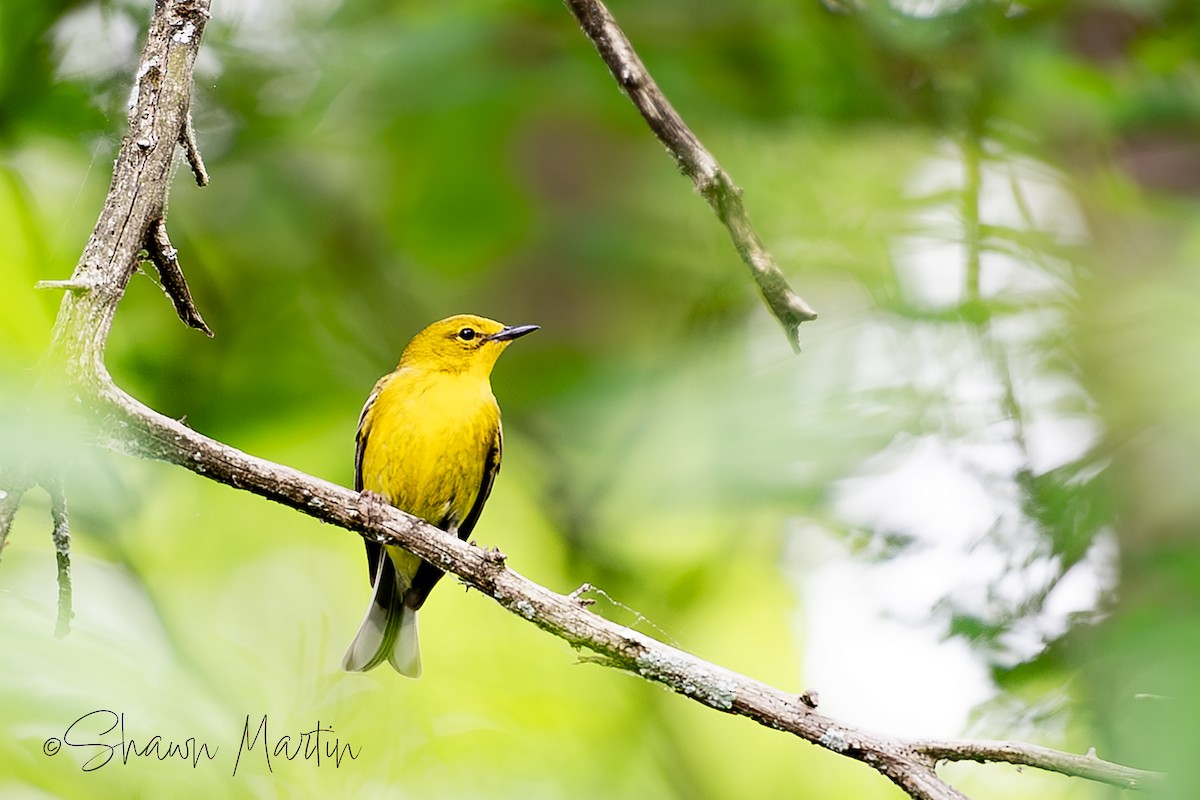 Pine Warbler - Shawn Martin