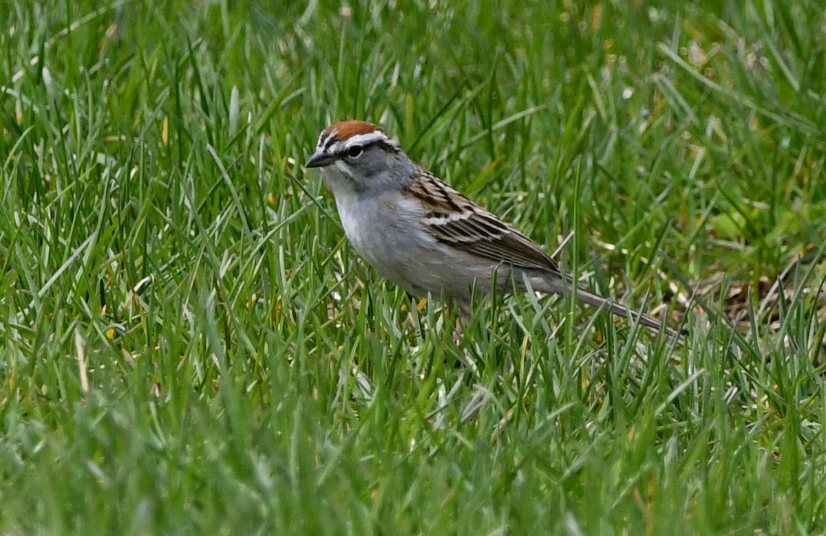 Chipping Sparrow - ML618193925