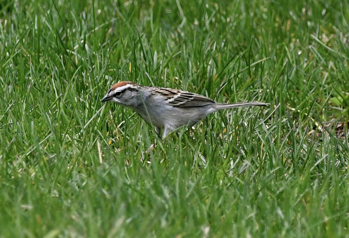Chipping Sparrow - ML618193926